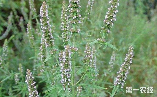 荆芥受病害侵染怎么办？荆芥主要病害的防治方法