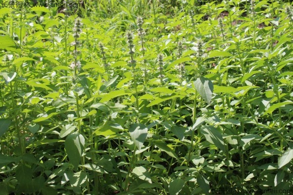 荆芥种子几月播种最好？