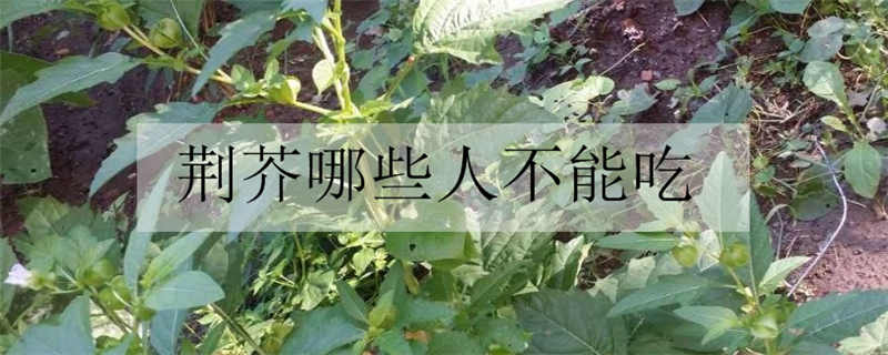 荆芥哪些人不能吃
