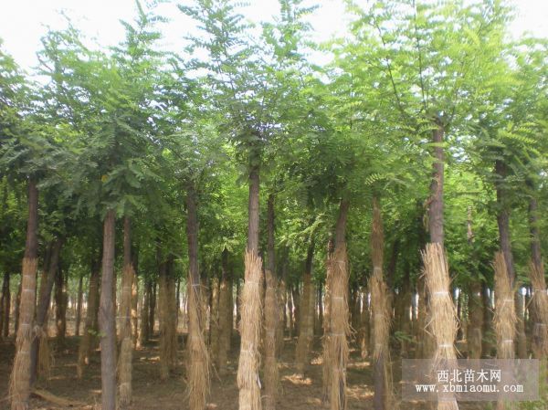 刺槐种子的处理与催芽