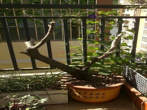 刺槐播种繁殖方法