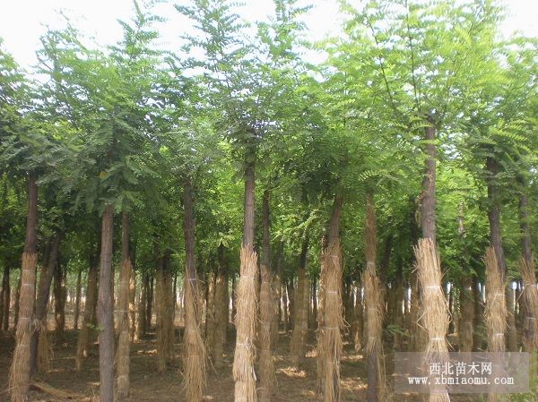 刺槐根段催芽育苗法