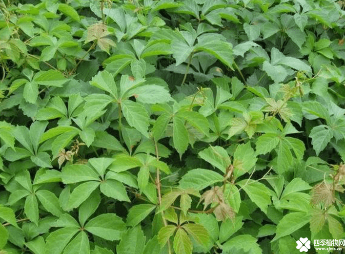 五叶地锦属于什么植物？