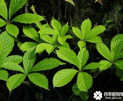 五叶地锦栽培管理方法
