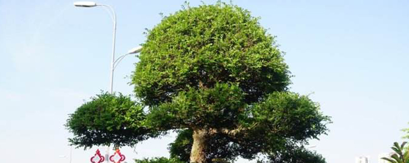 榔榆什么季节发芽