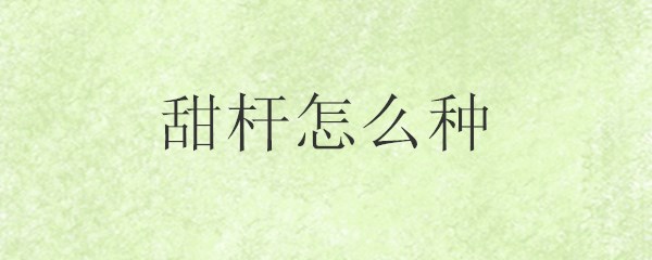 甜杆（糖高粱）怎么种？