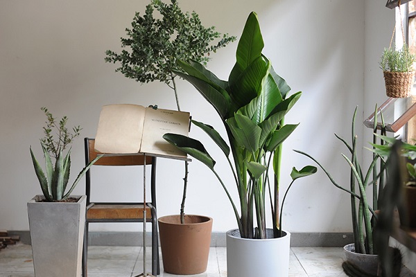 大叶芭蕉植物怎么养 需要满足什么条件