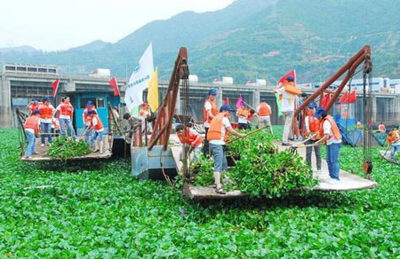 凤眼莲的危害有哪些？详解凤眼莲的危害及防治方法