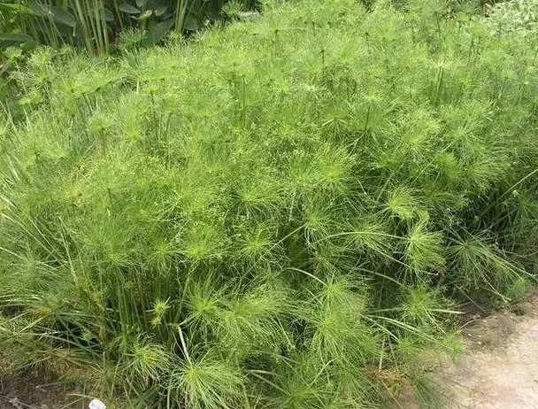 水养能爆盆的植物有哪些 纸莎草凤眼莲大薸
