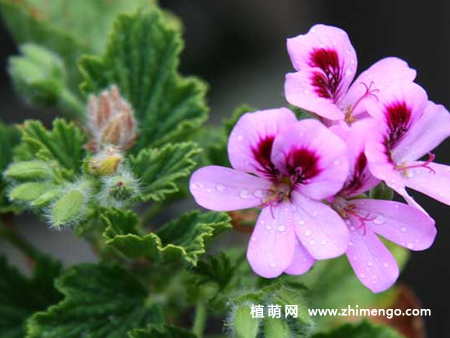 香叶天竺葵怎么养，日常6点做好，新手更要注意