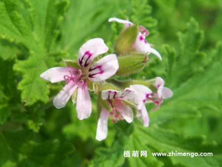 香叶天竺葵怎么养，日常6点做好，新手更要注意