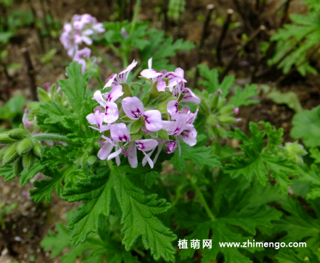 香叶天竺葵6种养殖方法