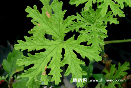 香叶天竺葵6种养殖方法