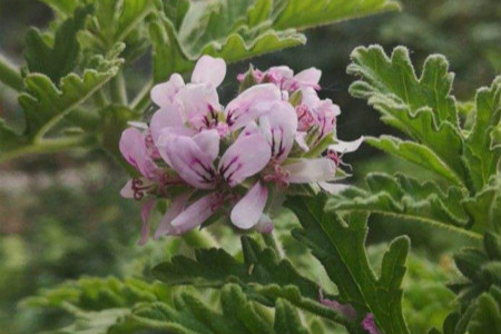 香叶天竺葵的种植方法，什么时候种植