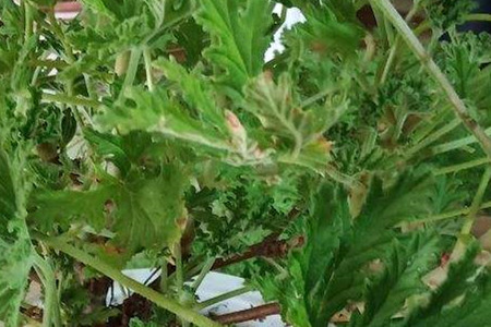 花盆里的香叶天竺葵怎么养