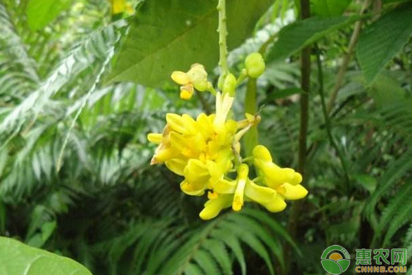 龙岩市毛竹林下黄花远志种植技术