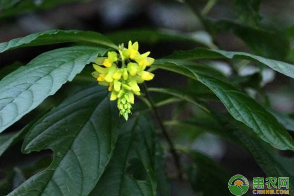 龙岩市毛竹林下黄花远志种植技术