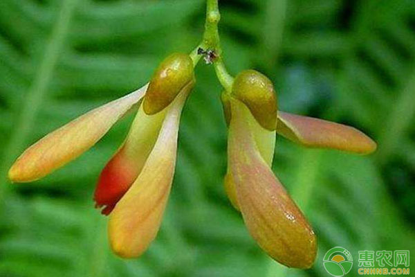 龙岩市毛竹林下黄花远志种植技术
