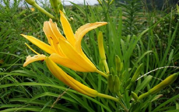 黄花的寓意