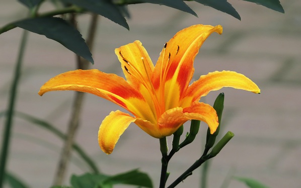 黄花的寓意