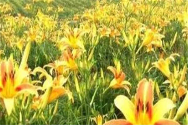 家里摆黄花不吉利吗 会破财吗