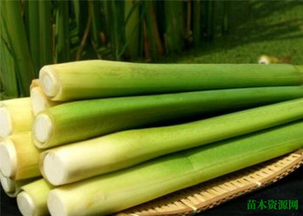 茭白笋的功效与禁忌 茭白笋种植技术