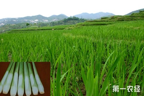 茭白有几个生长阶段？
