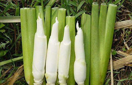 茭白种子的价格及种植方法介绍