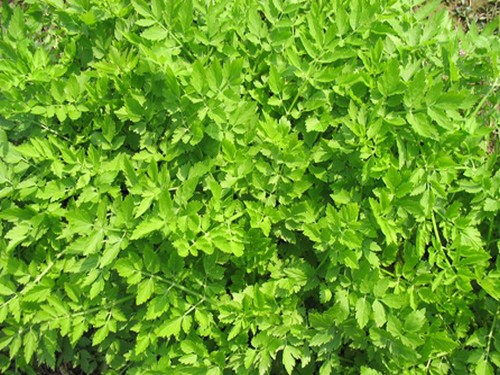 盆栽水芹菜种植技术