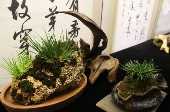石菖蒲叶子发黄怎么办，改善环境/适时遮荫/合理水肥