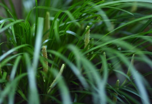 石菖蒲开花吗，石菖蒲什么时候开花/2-6月/花语避邪