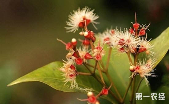 红枝蒲桃好养吗？红枝蒲桃的养殖方法及注意事项