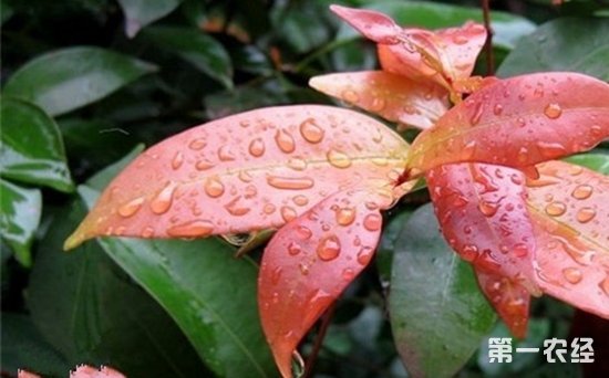 红枝蒲桃好养吗？红枝蒲桃的养殖方法及注意事项
