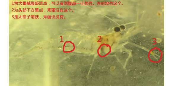 黑壳虾和大眼贼、秀丽白虾的区别图