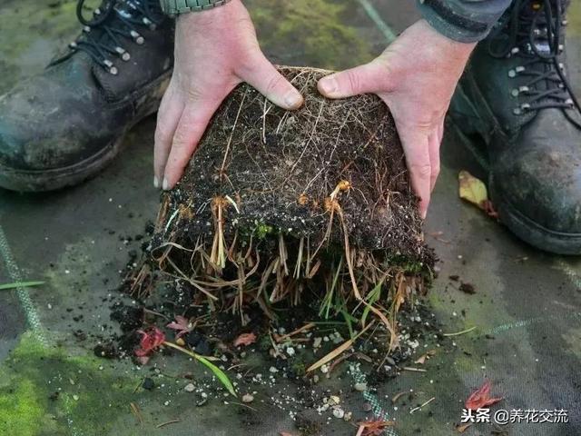 喜欢光照还特耐寒的雄黄兰，养成盆栽能开满一大盆