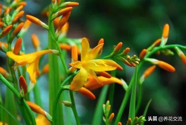 喜欢光照还特耐寒的雄黄兰，养成盆栽能开满一大盆