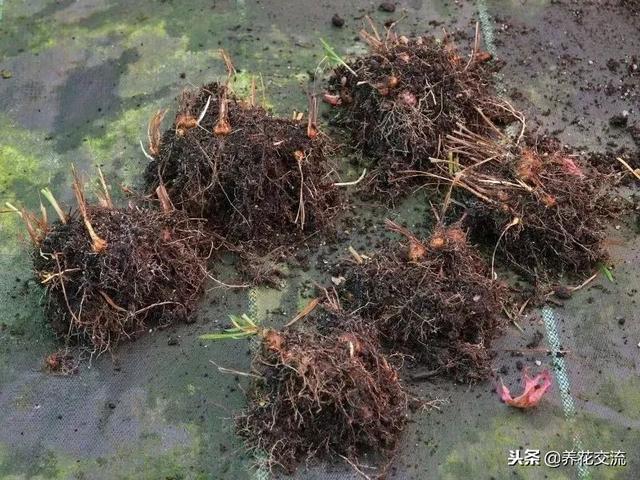 喜欢光照还特耐寒的雄黄兰，养成盆栽能开满一大盆