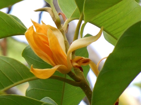 黄兰的花期
