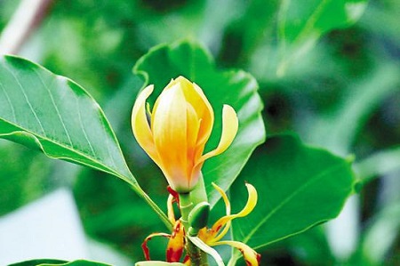 黄兰的花期