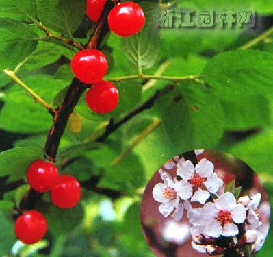 观花新种，绿萼毛樱桃