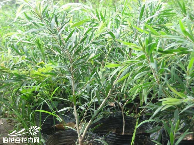 美花红千层图片
