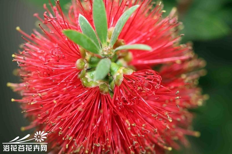 美花红千层图片