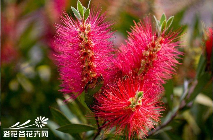 美花红千层图片