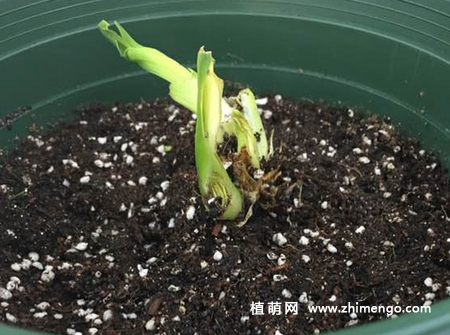 大花萱草怎么繁殖，3种繁殖方法