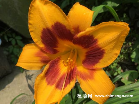大花萱草怎么繁殖，3种繁殖方法