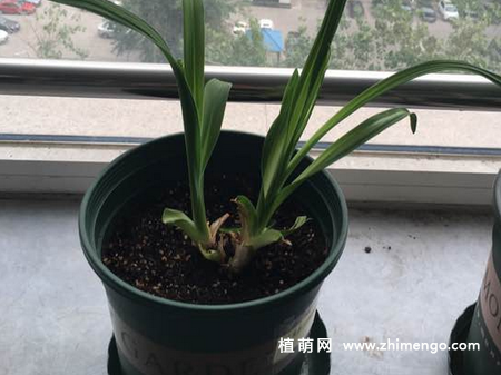 大花萱草怎么繁殖，3种繁殖方法