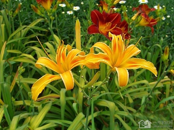 大花萱草怎样种植 大花萱草病虫害防治攻略