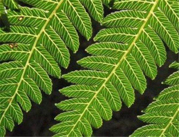 牛至的功效与作用 牛至和罗勒的区别