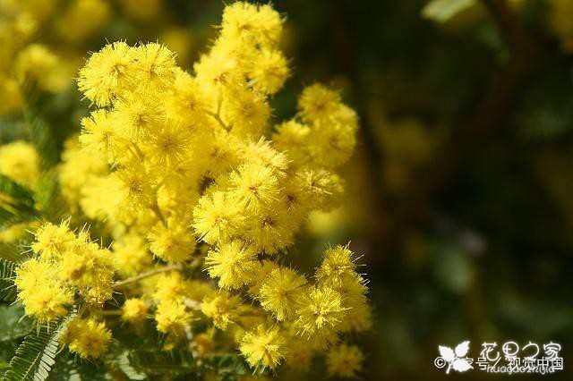 稍纵即逝的愉快，来了解下金合欢的种植吧！摘要： 即使是平凡的花卉也有属于自己的价值，而对于金合欢这类花卉来说，金合欢更是比普通花卉的价值要绝对于高一些，而且金合欢树是隶属于乔本花卉的一种花卉。而金合欢的花语则是稍纵即逝的愉快，代表着要珍惜当下。也因此有很多人的家中都会种植金合欢这类花卉，非常漂亮。金合欢的外形金合欢的发展情况金合欢的种植金合欢的修剪金合欢的用途