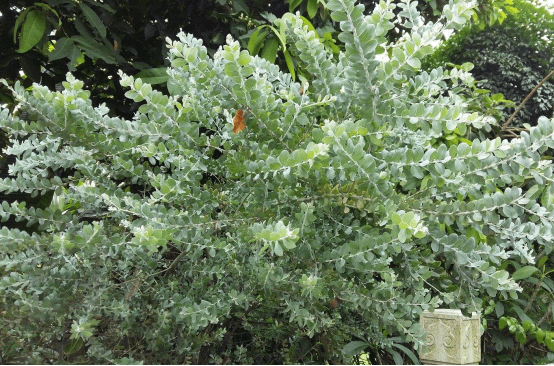 珍珠金合欢的花语是什么？给你介绍一下珍珠金合欢不一般的花语！